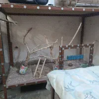 قفس پرنده