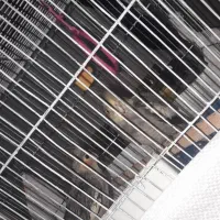 عروس هلندی و دوتا‌قفس