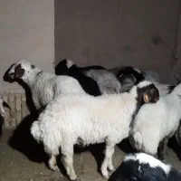 بره نر چاق گوسفند