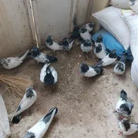 کبوتر|پرنده|کبودرآهنگ, |دیوار