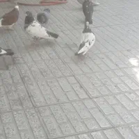 کبوتر جوجه مفلق بوم ندیده سینه ای معاوضه|پرنده|اصفهان, کشاورزی|دیوار