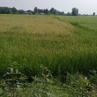 ۲۵۳۰متر شالیزار بهزراعی در ندامان گورابزرمیخ