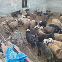 بره تکی و جمله نرو ماده