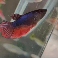 ماهی فایتر ماده سالم و آماده