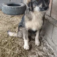 سگ ماده  معاوضه  با مرغ و خروس