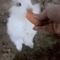 خرگوش لپ|موش و خرگوش|اندیمشک, |دیوار