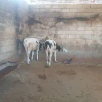 گوساله نره هلشتاین پای پروار