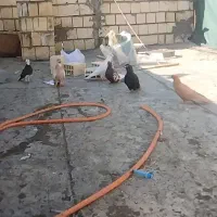 ۷ عدد کبوتر