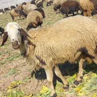 ۸۰۰۰۰|حیوانات مزرعه|گتوند, |دیوار