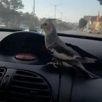 طوطی عروس هلندی گمشده|پرنده|بجنورد, |دیوار