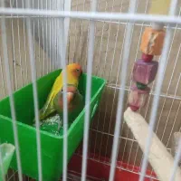 طوطی برزیلی بازیگوش