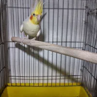 پرنده