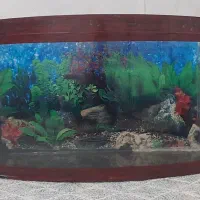 آکواریوم منحنی