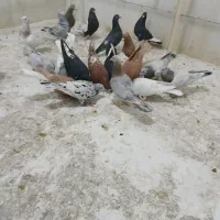 ۲۰تاکبوتر|پرنده|الوند, |دیوار