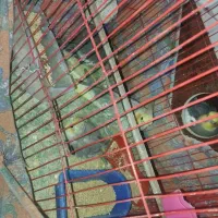 مرغ عشق|پرنده|سبزوار, رباط|دیوار