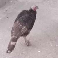 2عددبوقلمو قیمت 3/000/000تومان است|حیوانات مزرعه|کرمانشاه, |دیوار