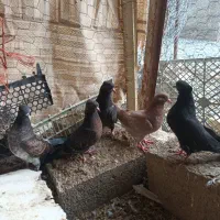 کبوتر جوجه کاکلی