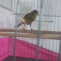 قناری نر|پرنده|قم, شهر قائم|دیوار