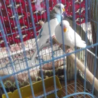 مرغ عشق|پرنده|سیمینه, |دیوار