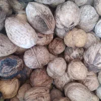 گردو خشک