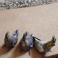 جوجه عروس هلندی