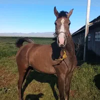 اسب|اسب و تجهیزات اسب‌سواری|اردبیل, |دیوار