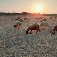 گوسفند برای فروش|حیوانات مزرعه|اهواز, الهائی|دیوار