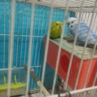 جفت مرغ عشق