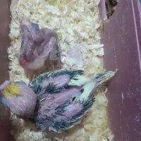 جوجه عروس هلندی|پرنده|بیرجند, |دیوار