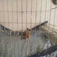 سهره قناری جوجه قفس پلاک پا