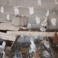 تخم مرغ نطفه دار گلین|حیوانات مزرعه|شهرضا, |دیوار