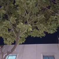 خانه ویلایی ۲۰۰ متر شهرک چشمه  دهکده المپیک|اجارهٔ خانه و ویلا|تهران, زیبادشت|دیوار