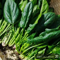 اسفناج تحویل درب منزل