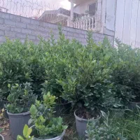 فروش گل و گیاه|گل و گیاه طبیعی|رودسر, |دیوار