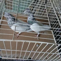 کفتر|پرنده|ساروق, |دیوار