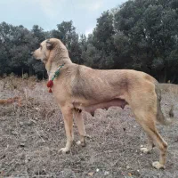 ماده پژدر شکم طلا از بهترین نسل