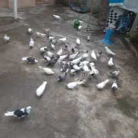 کبوتر|پرنده|صومعه‌سرا, |دیوار