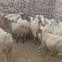 مالچه ۱۶عدد کمی سن دارن قیمت. ۲۵ملیون|حیوانات مزرعه|ماهیدشت, |دیوار