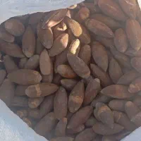 بلوط فروشی|لوازم جانبی حیوانات|ملکشاهی, |دیوار