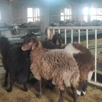 بره ماده همو و هترو