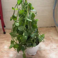گلدان و گیاه پتوس(پوتوس) سبز بلند سرحال