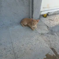 گربه|گربه|چرام, |دیوار