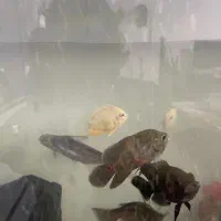 سوروم،کوسه