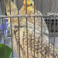 عروس هلندی|پرنده|شاهین‌شهر, فردوسی|دیوار