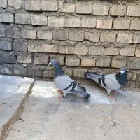 سلام یک جفت عراق|پرنده|اهواز, گلستان|دیوار