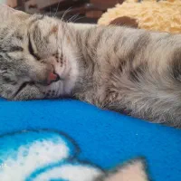 گربه دی اس اچ|گربه|شیراز, کوشک میدان|دیوار