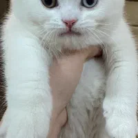 گربه اسکاتیش