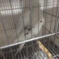 طوطی عروس|پرنده|کرج, خرمدشت|دیوار