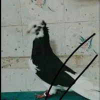 کبوتر لیلک سیاه باخت دادم