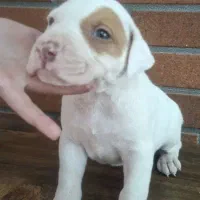 واگذاری پیتبول نراصیل|سگ|بابل, |دیوار